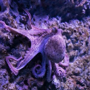 Purple octopus